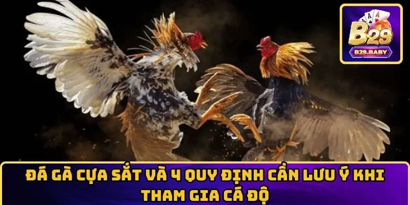 Đá Gà Cựa Sắt Và 4 Quy Định Cần Lưu Ý Khi Tham Gia Cá Độ