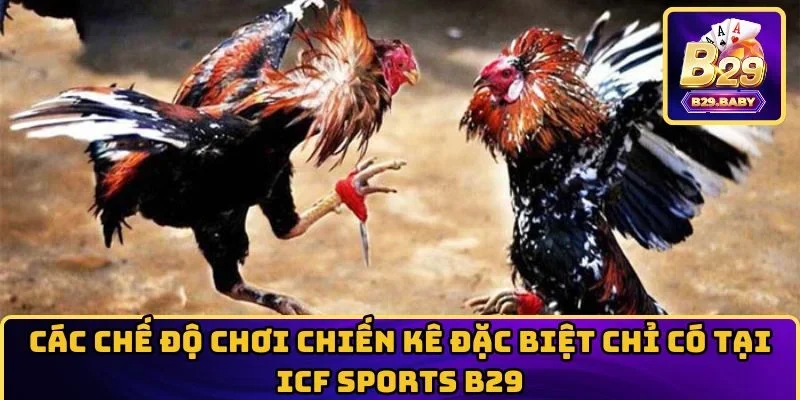 Các chế độ chơi chiến kê đặc biệt chỉ có tại ICF Sports B29