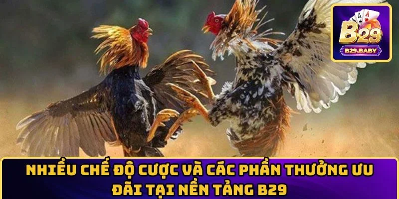 Nhiều chế độ cược và các phần thưởng ưu đãi tại B29