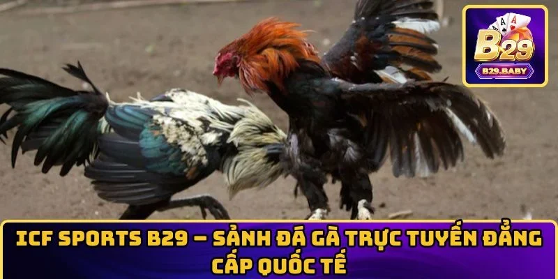 ICF Sports B29 – Sảnh Đá Gà Trực Tuyến Đẳng Cấp Quốc Tế