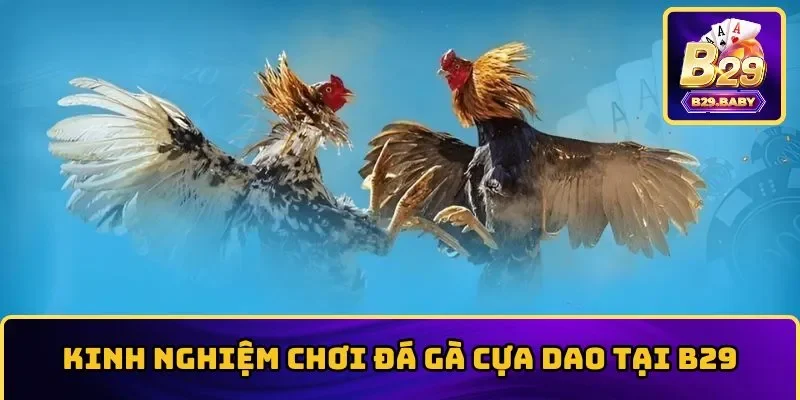 Mẹo chơi đá gà cựa dao thắng cược siêu đậm