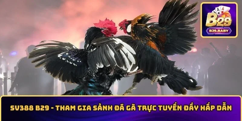 SV388 B29 – Tham Gia Sảnh Đá Gà Trực Tuyến Đầy Hấp Dẫn